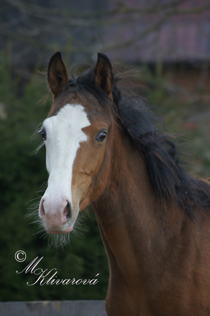 DSC09514 kopie