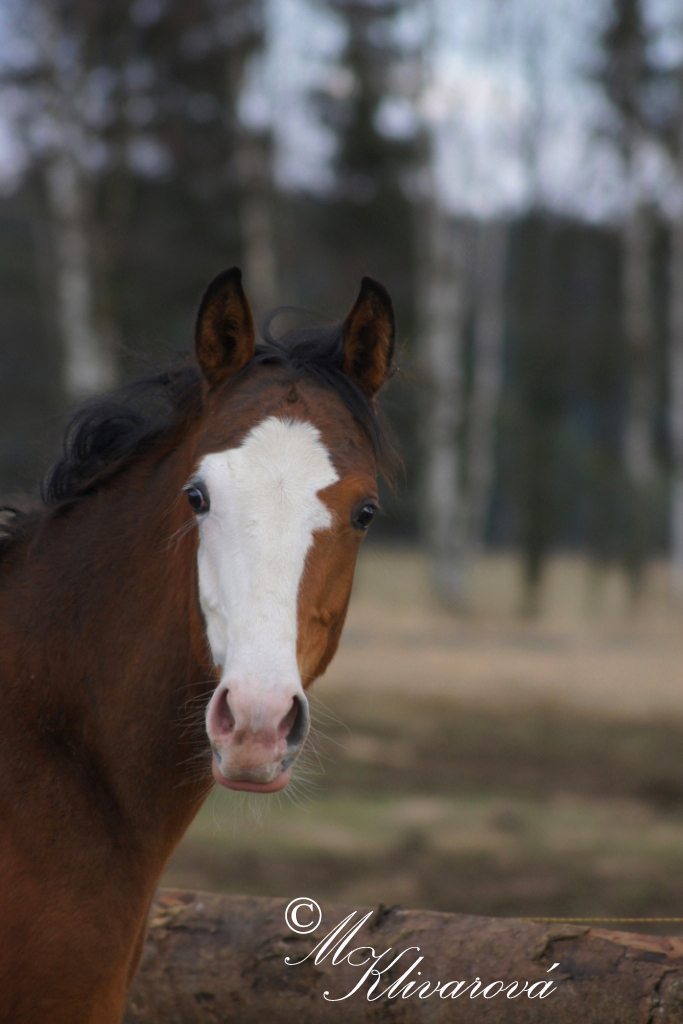 DSC09528 kopie