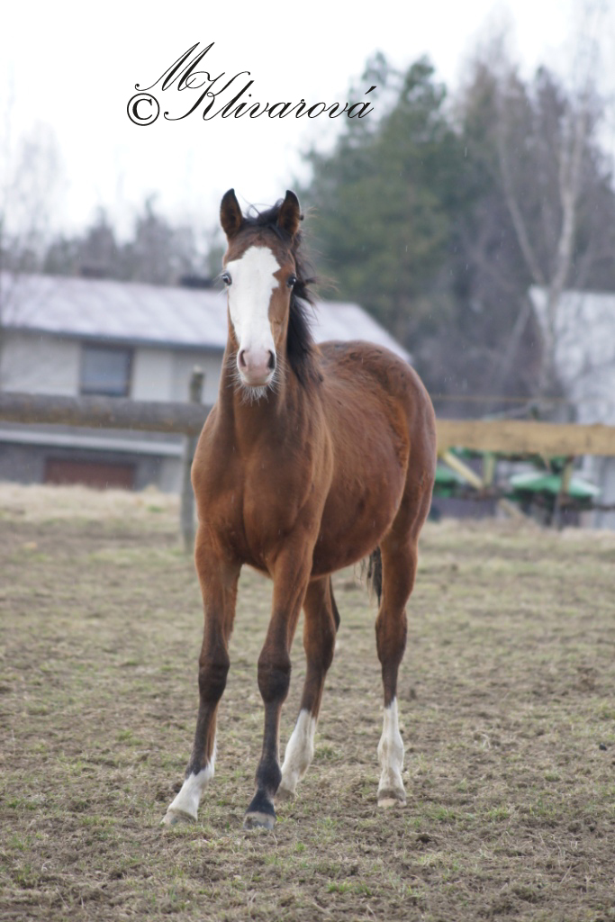 DSC09490 kopie